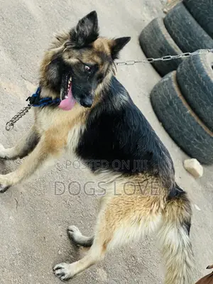 6-12 months Female Purebred German Shepherd