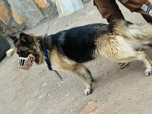 6-12 months Female Purebred German Shepherd