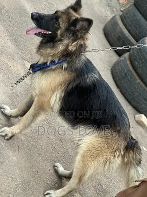 6-12 months Female Purebred German Shepherd