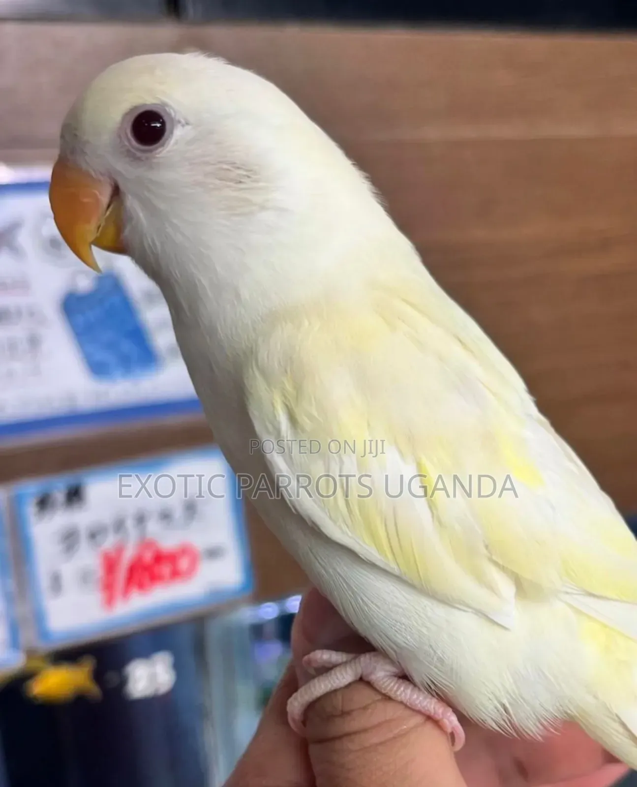 Trained Friendly Parrots