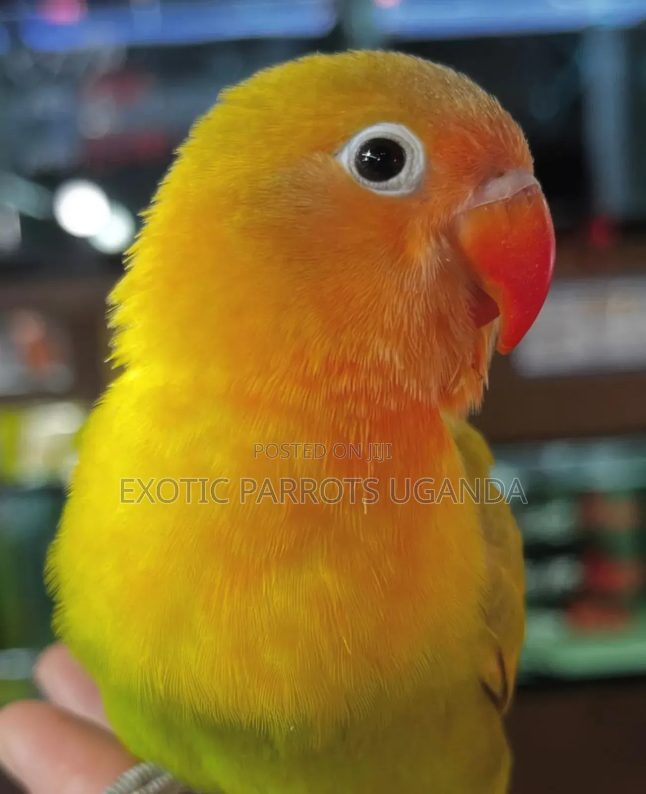 Friendly Young Parrots