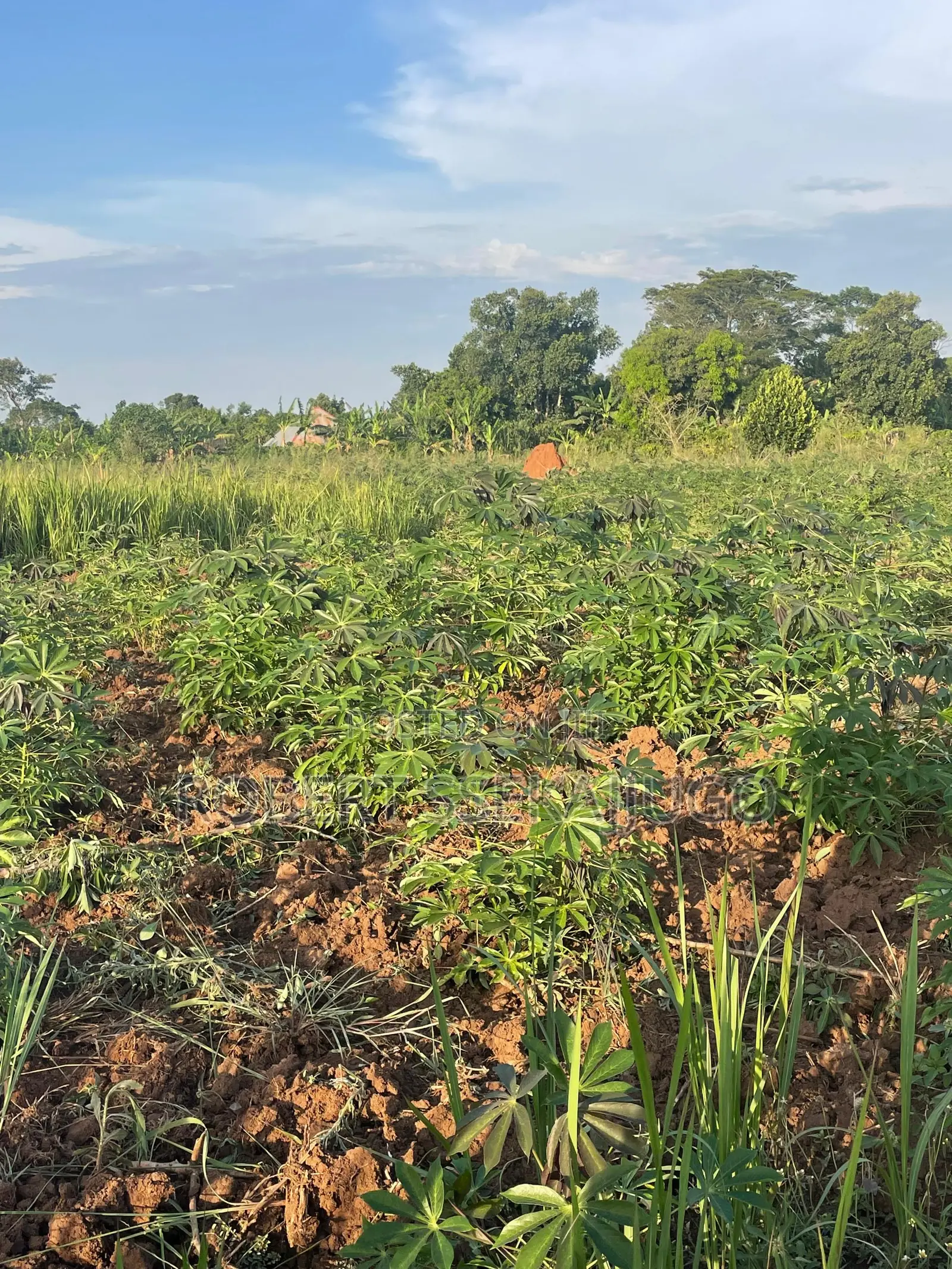Plot at Buyuki Busiika Gayaza Rd at Only 3.8m