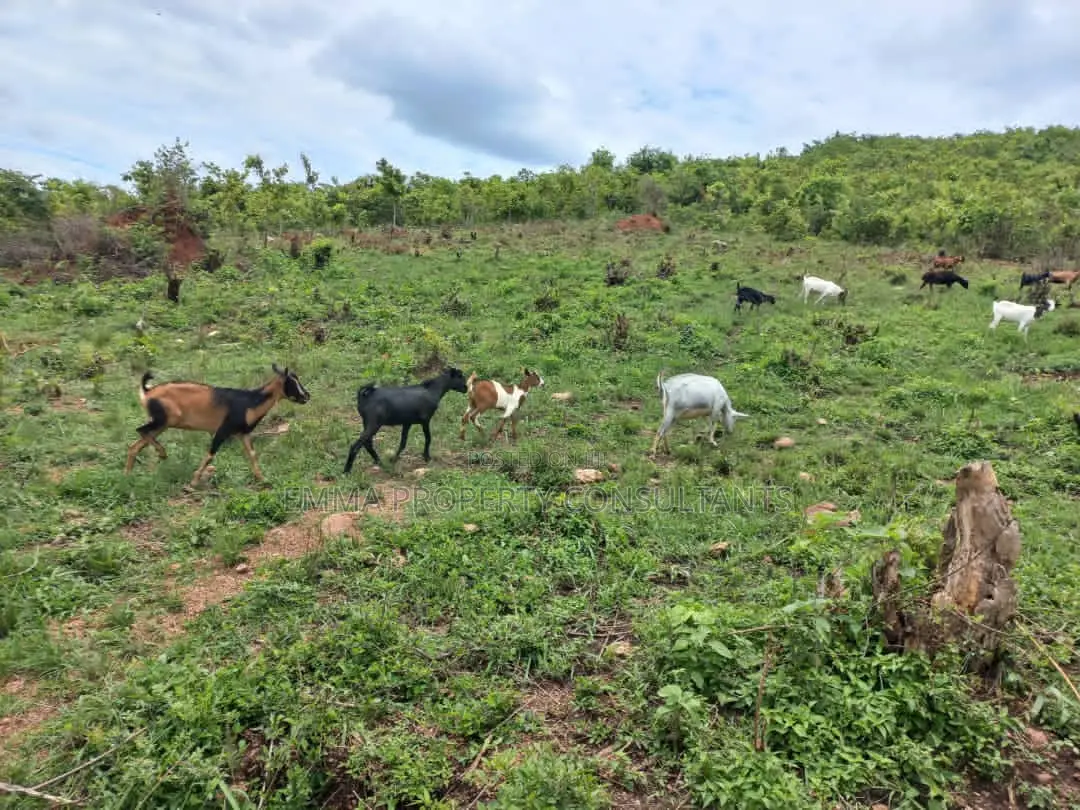 *Luwero Kasana 50 Acres on Sale Each at 14m With Ready Land Title Land