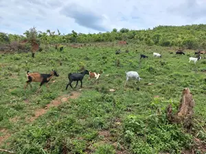 *Luwero Kasana 50 Acres on Sale Each at 14m With Ready Land Title Land