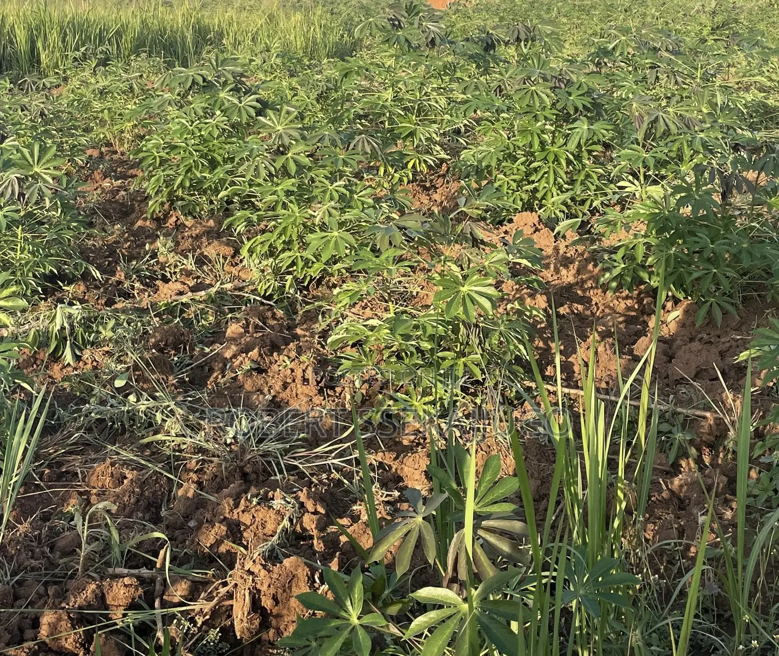 Plot at Buyuki Busiika Gayaza Rd at Only 3.8m