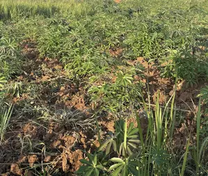 Plot at Buyuki Busiika Gayaza Rd at Only 3.8m