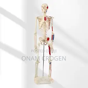 Human Skeleton Model (Removeable Bones)