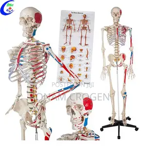 Human Skeleton Model (Removeable Bones)