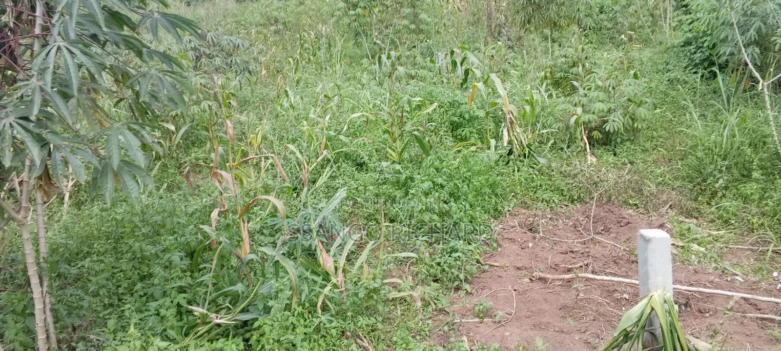 3 Plots in Mukono Mbalala 2km