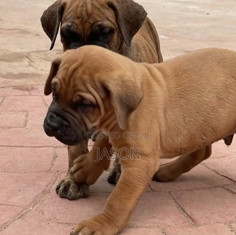 3-6 months Male Purebred Boerboel