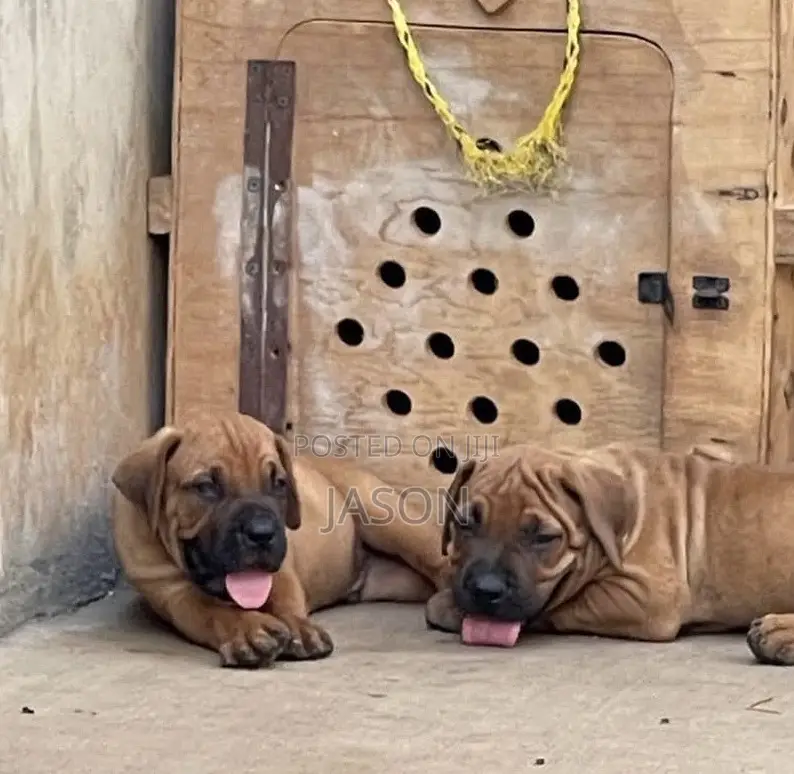 1-3 months Male Purebred Boerboel