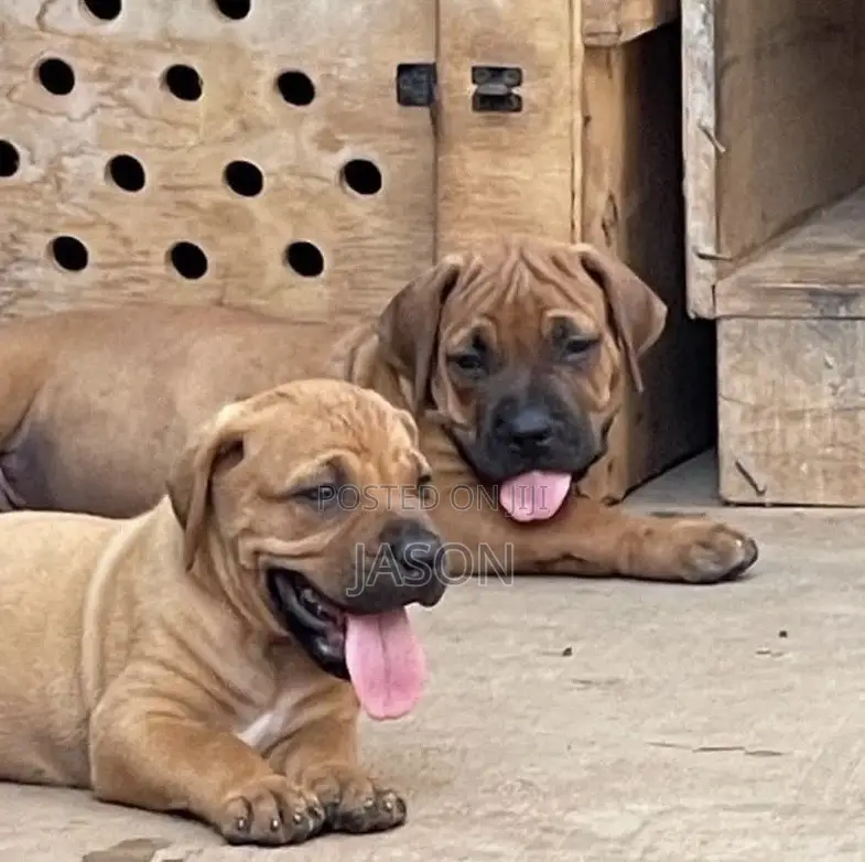 1-3 months Male Purebred Boerboel
