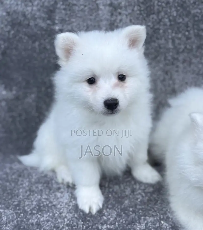 1-3 months Male Purebred Japanese Spitz
