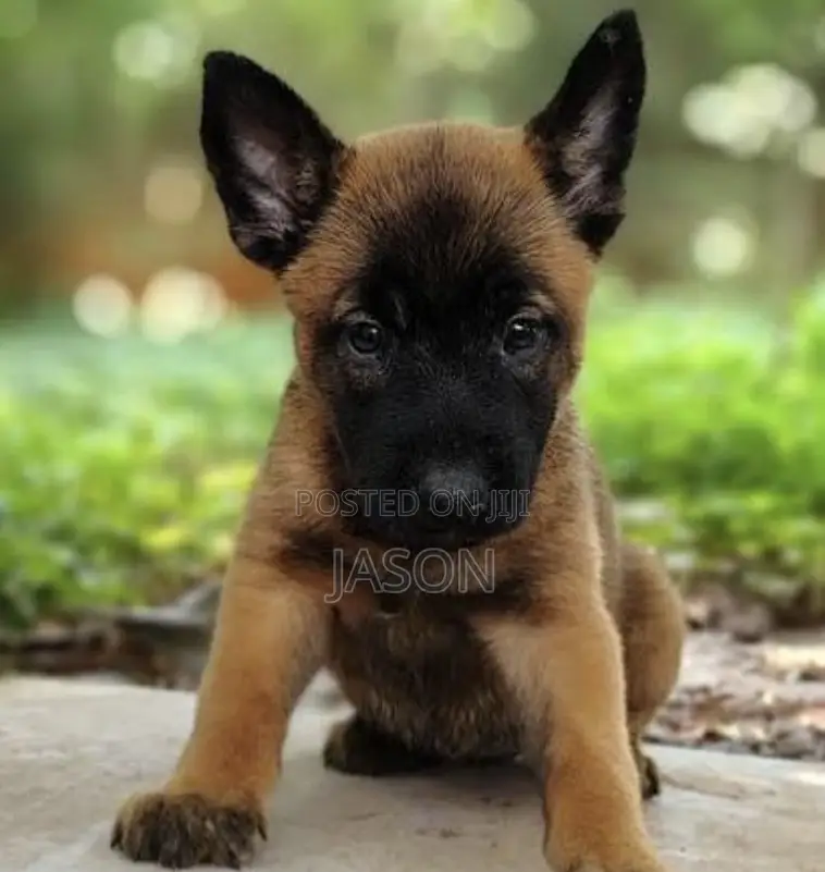 1-3 months Male Purebred Belgian Malinois