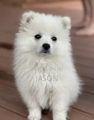 1-3 months Male Purebred Japanese Spitz