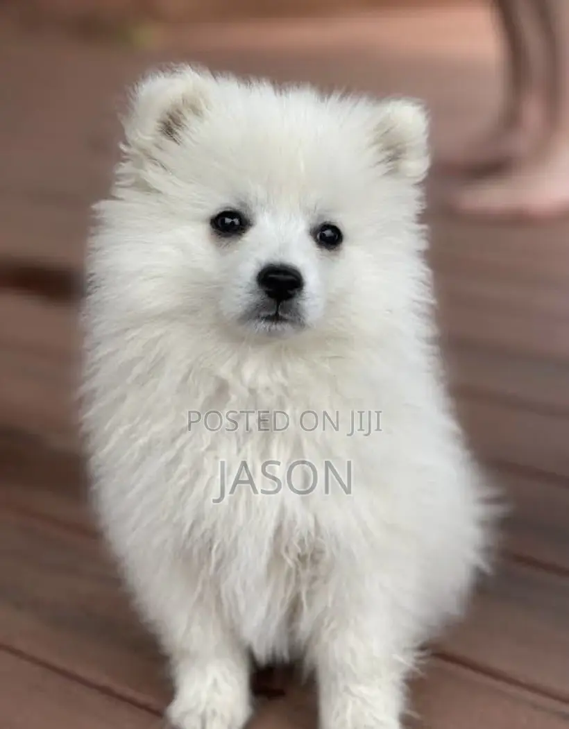 1-3 months Male Purebred Japanese Spitz