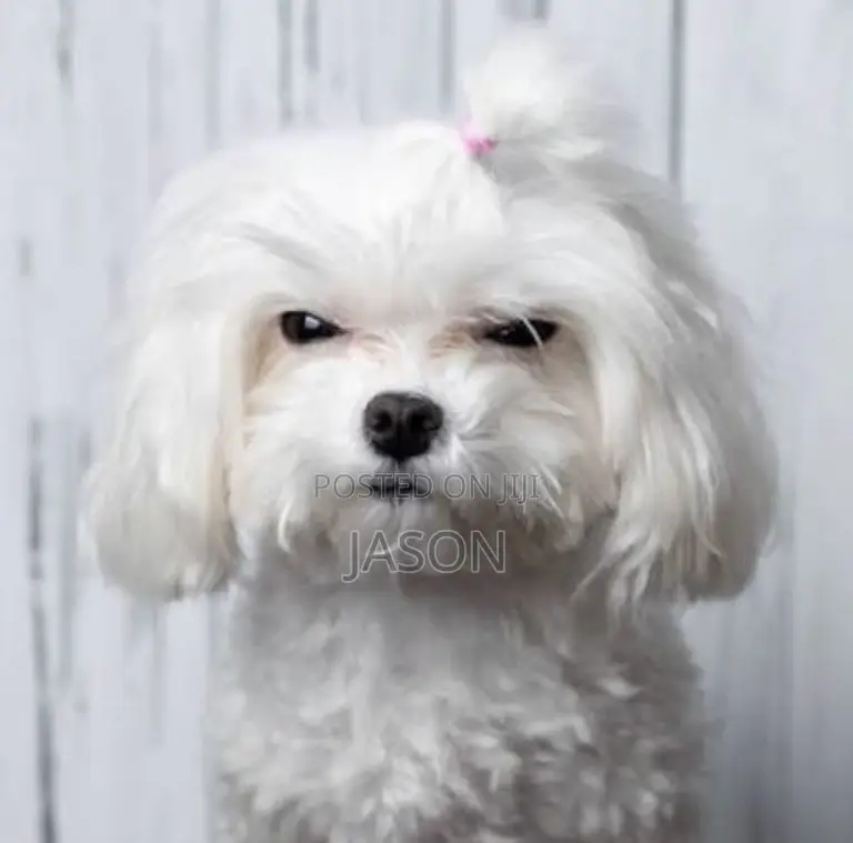 1-3 months Male Purebred Maltese