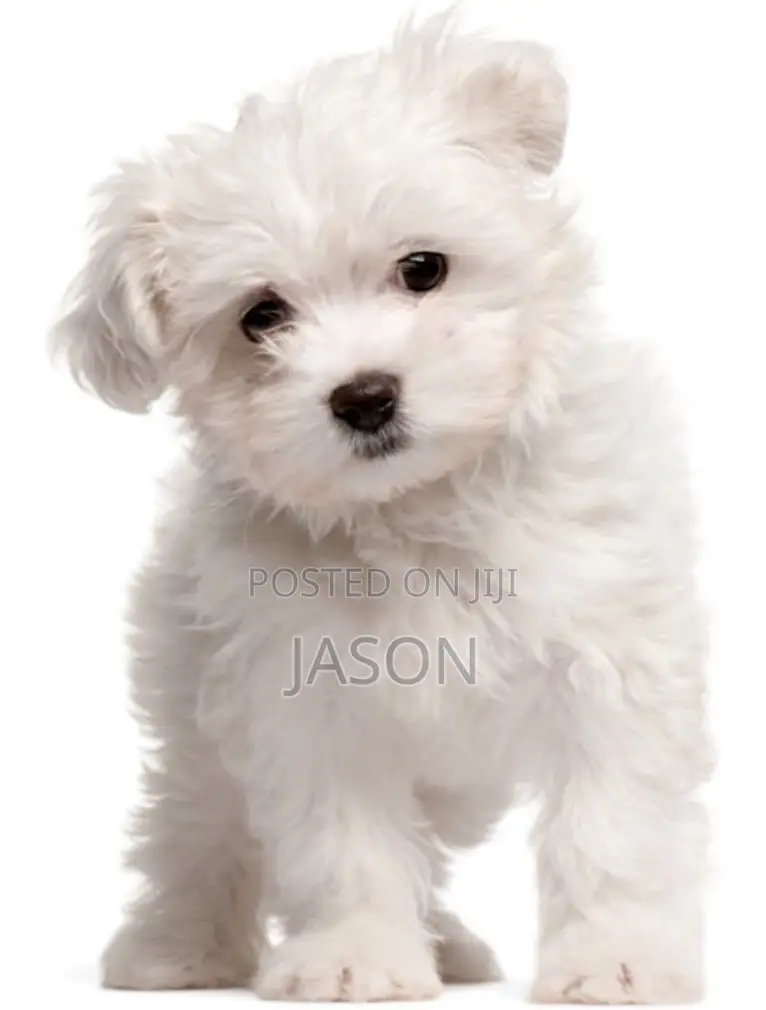 3-6 months Male Purebred Maltese