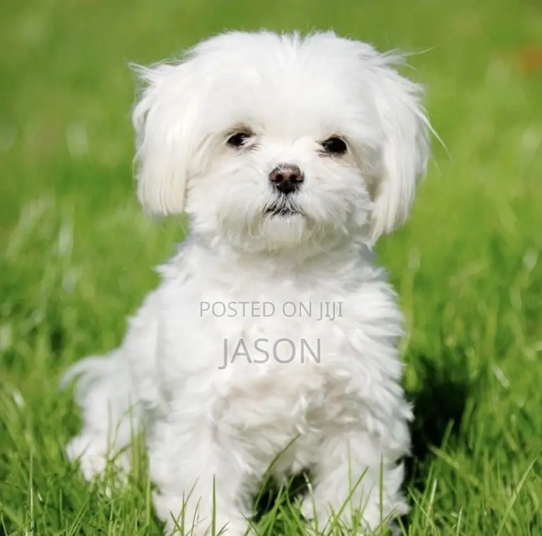1-3 months Male Purebred Maltese