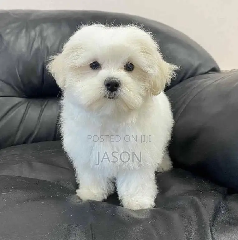 1-3 months Male Purebred Maltese