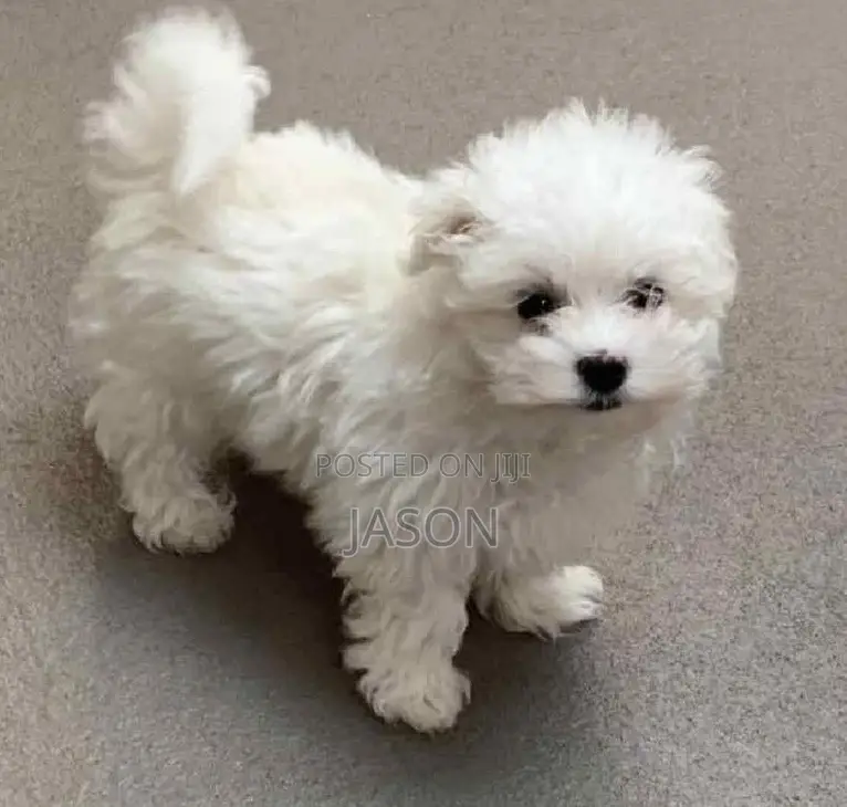 1-3 months Male Purebred Maltese