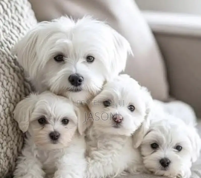 1-3 months Male Purebred Maltese