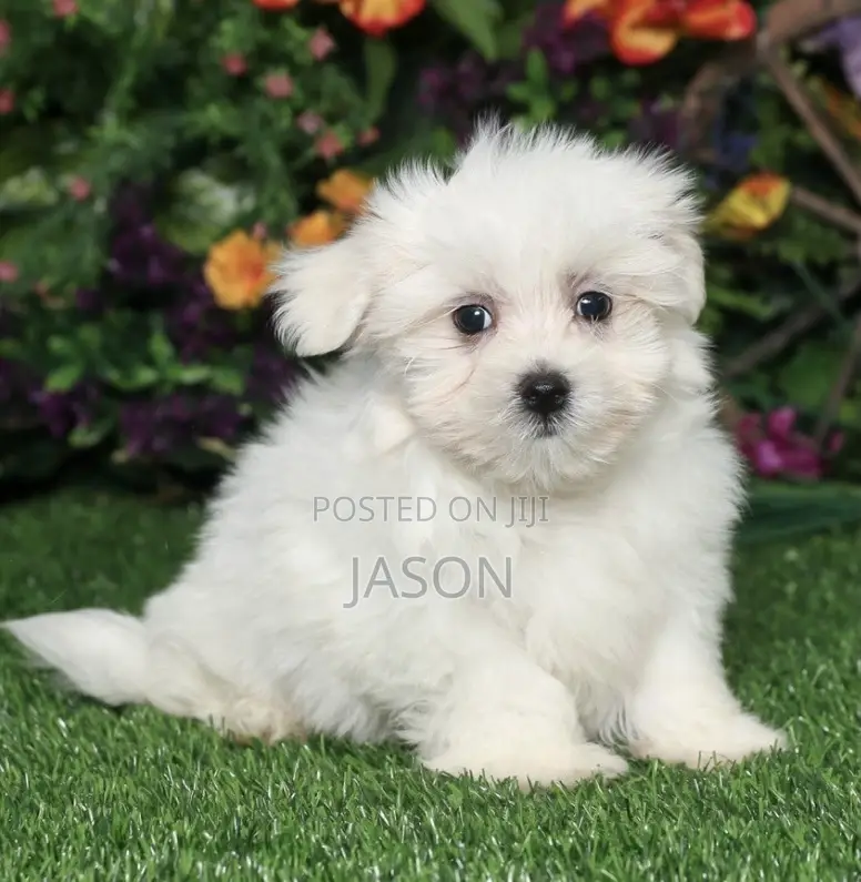 1-3 months Male Purebred Maltese