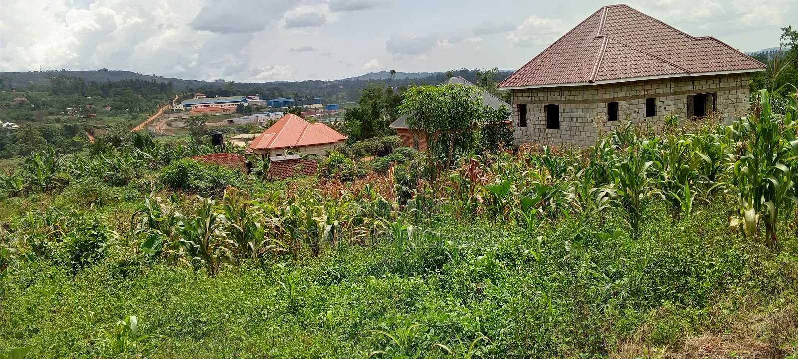 50 by 100 Near Jinja Road