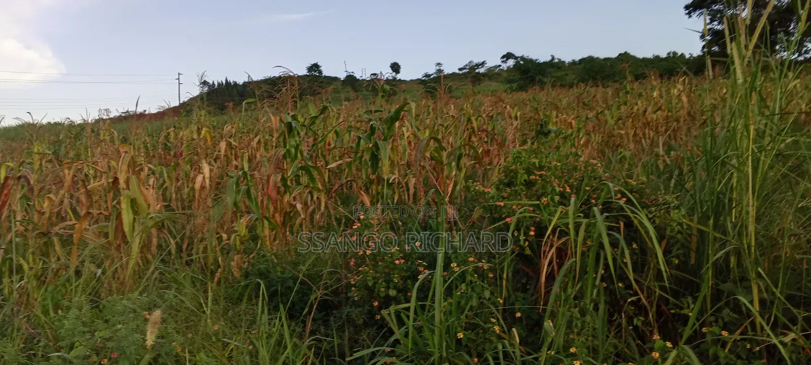 4 Acres in Luwombo Buikwe