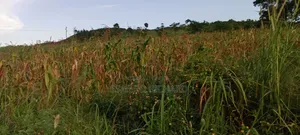 4 Acres in Luwombo Buikwe