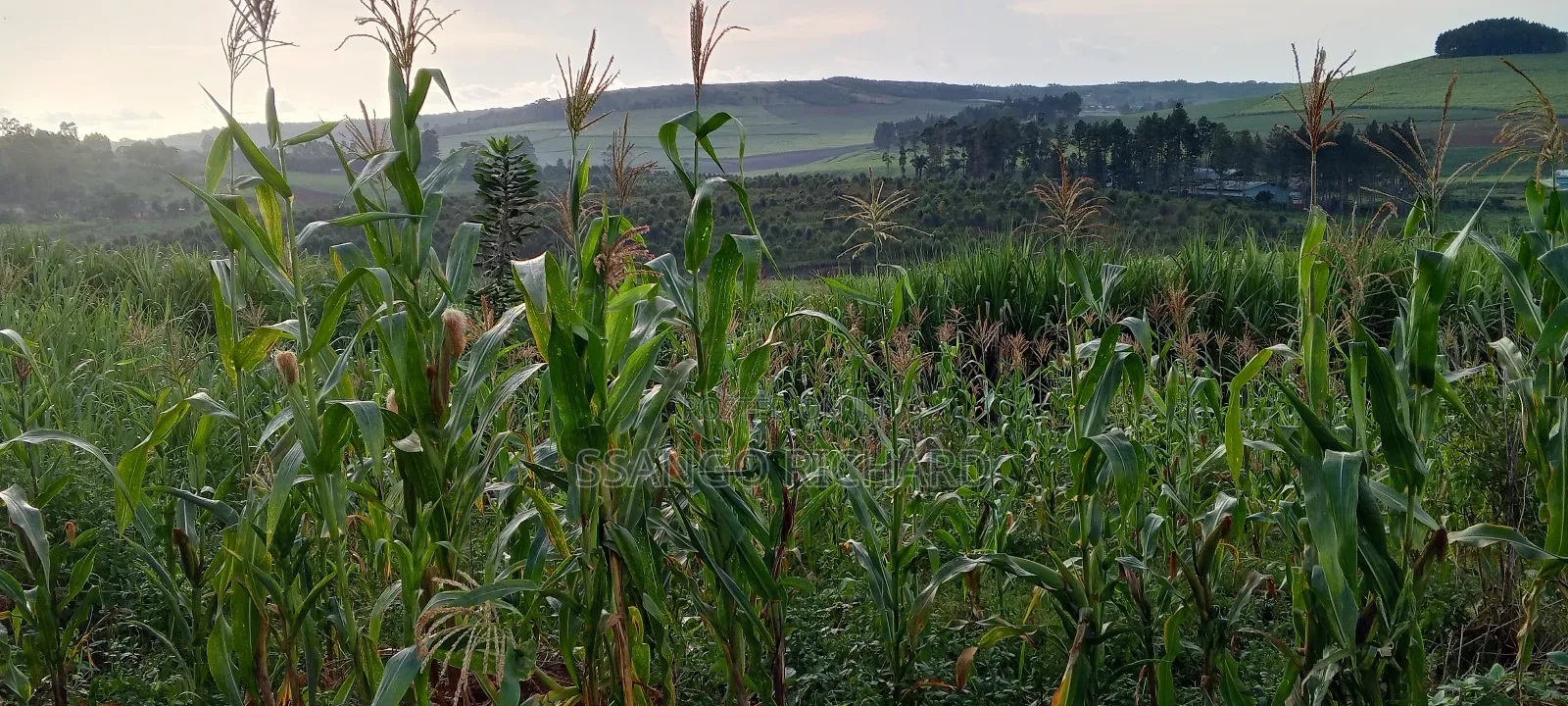 4 Acres in Luwombo Buikwe