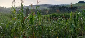 4 Acres in Luwombo Buikwe