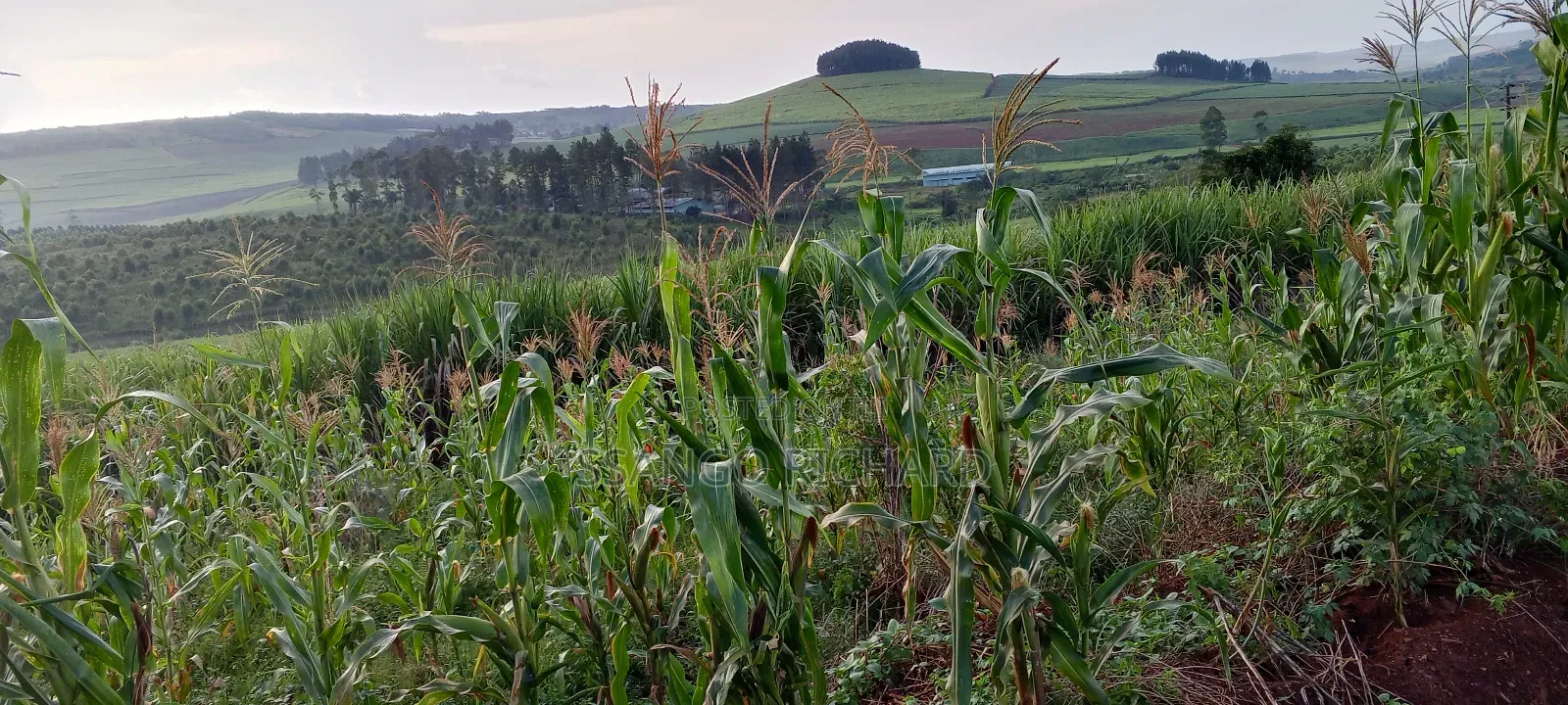 4 Acres in Luwombo Buikwe