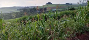 4 Acres in Luwombo Buikwe