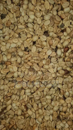 Drugar And Parchment For Sale
