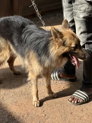 6-12 months Male Purebred German Shepherd