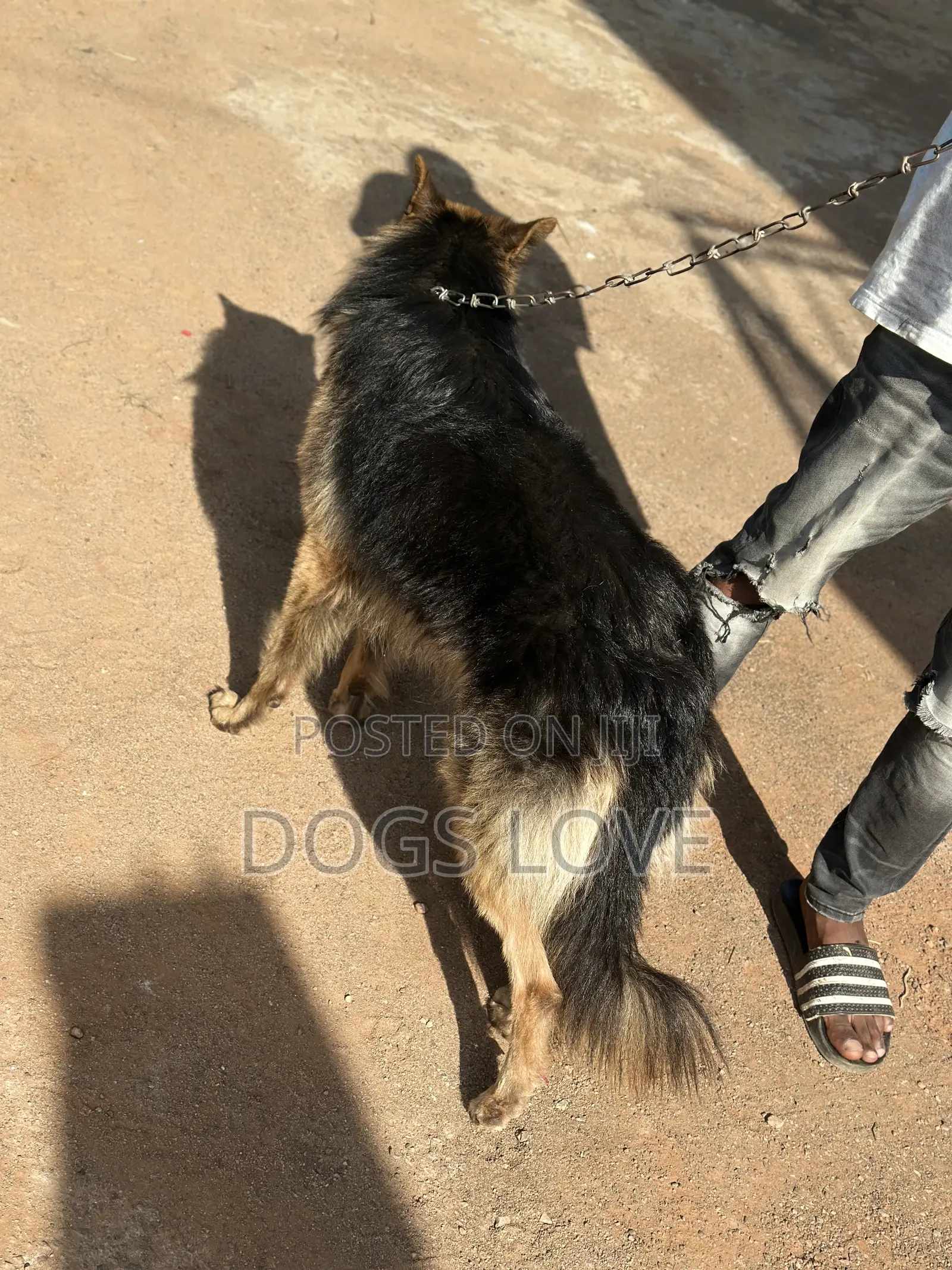 6-12 months Male Purebred German Shepherd