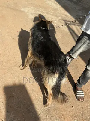 6-12 months Male Purebred German Shepherd