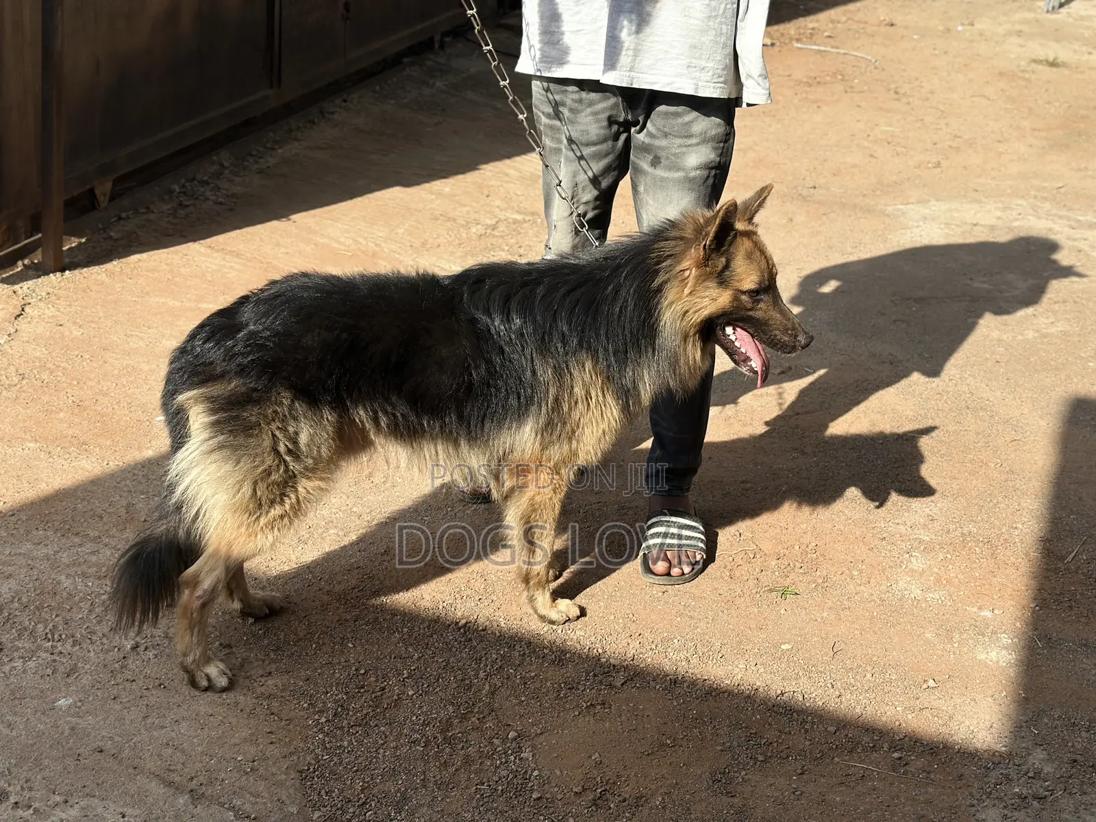 6-12 months Male Purebred German Shepherd