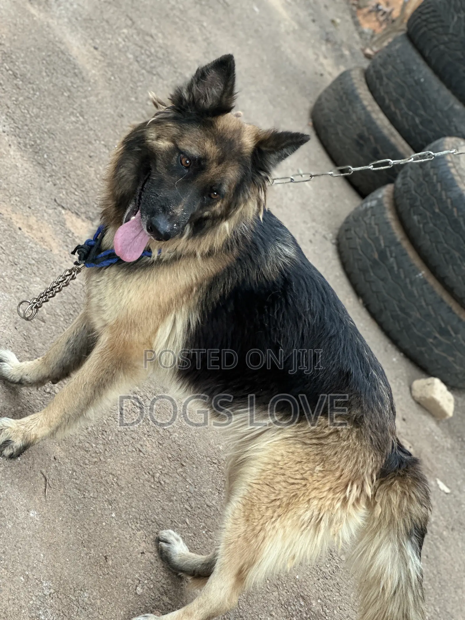 6-12 months Female Purebred German Shepherd
