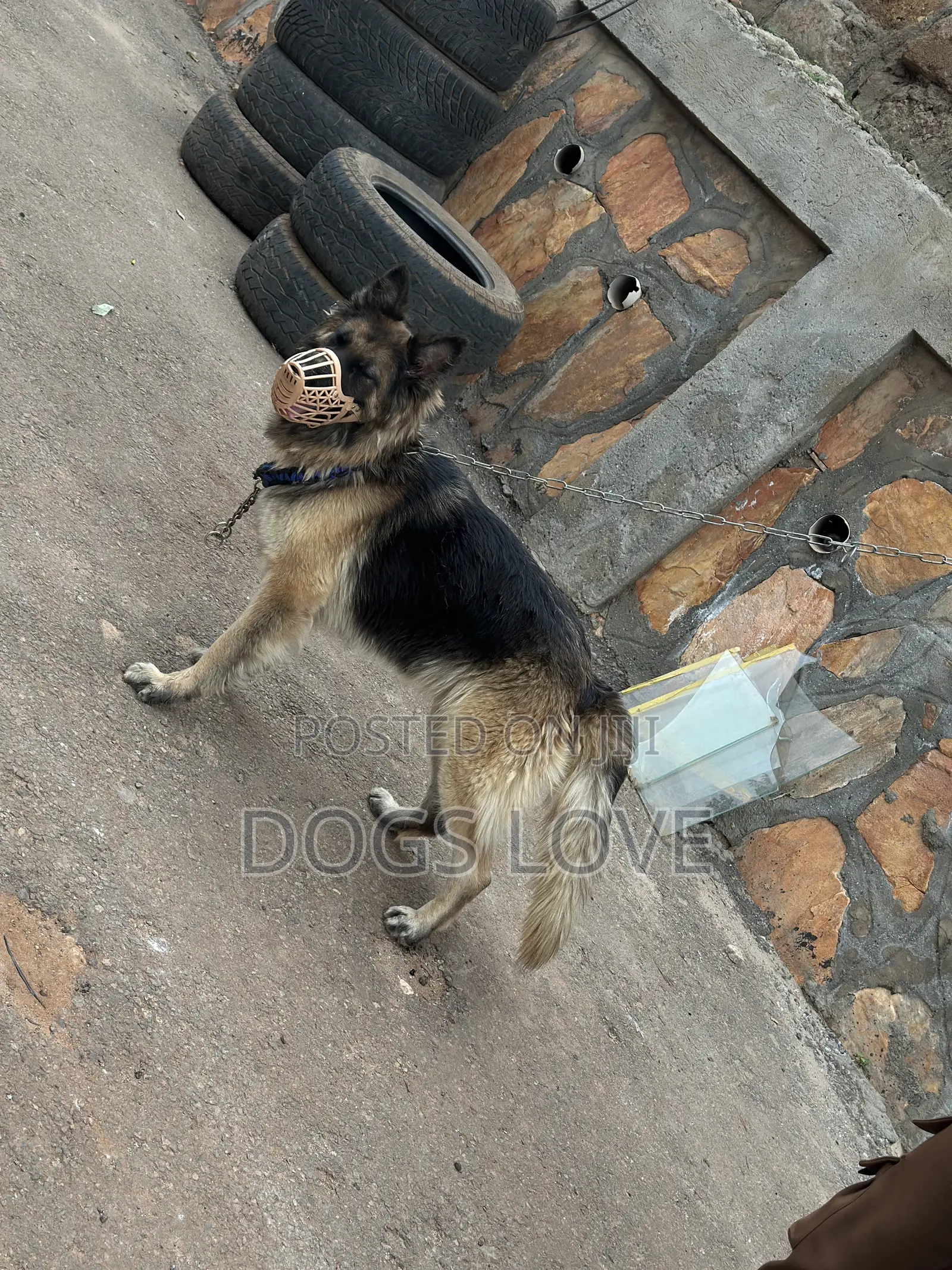 6-12 months Female Purebred German Shepherd