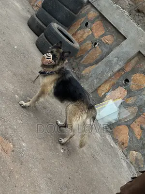 6-12 months Female Purebred German Shepherd