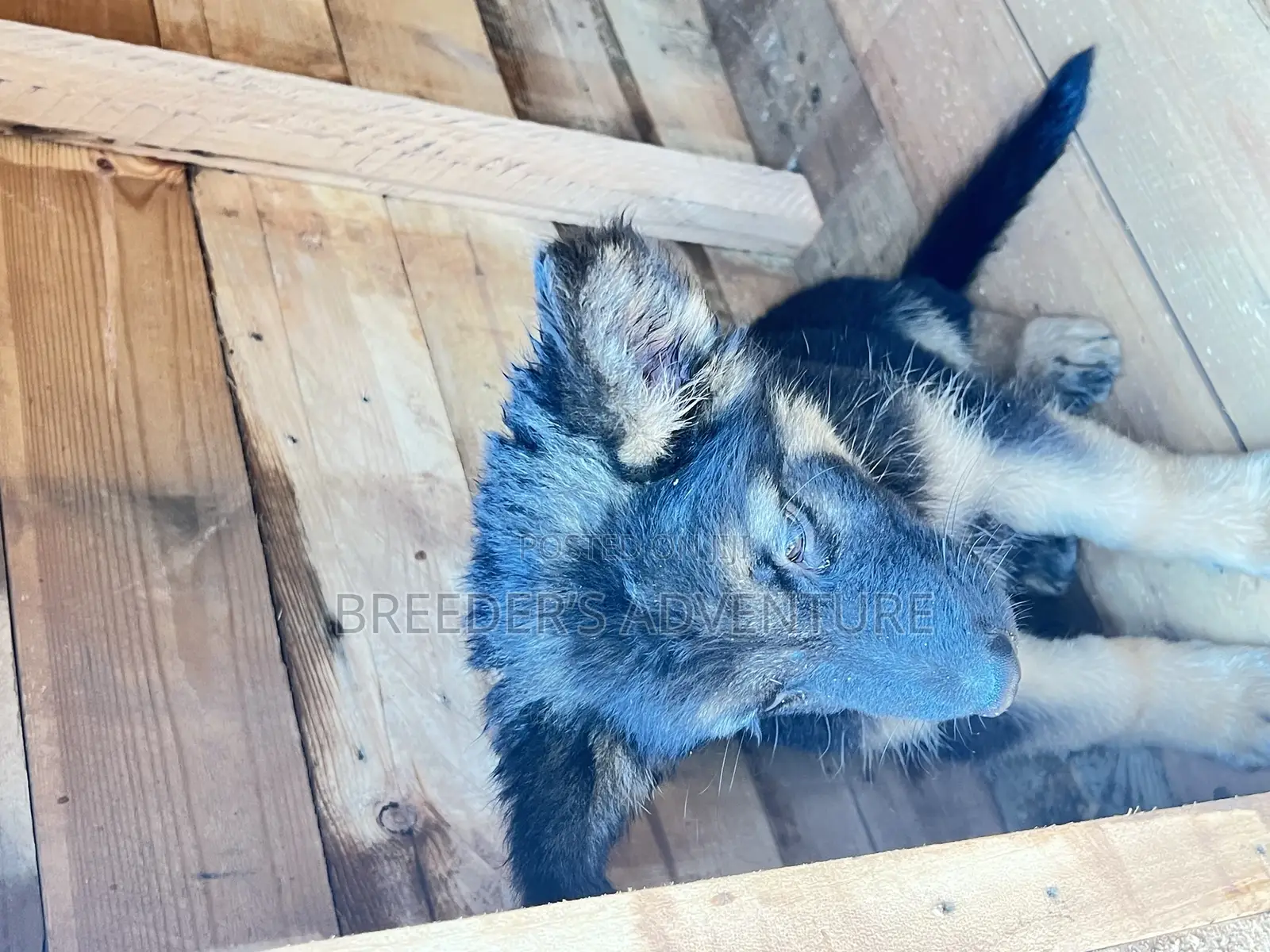 1-3 months Male Purebred German Shepherd