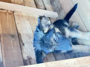 1-3 months Male Purebred German Shepherd