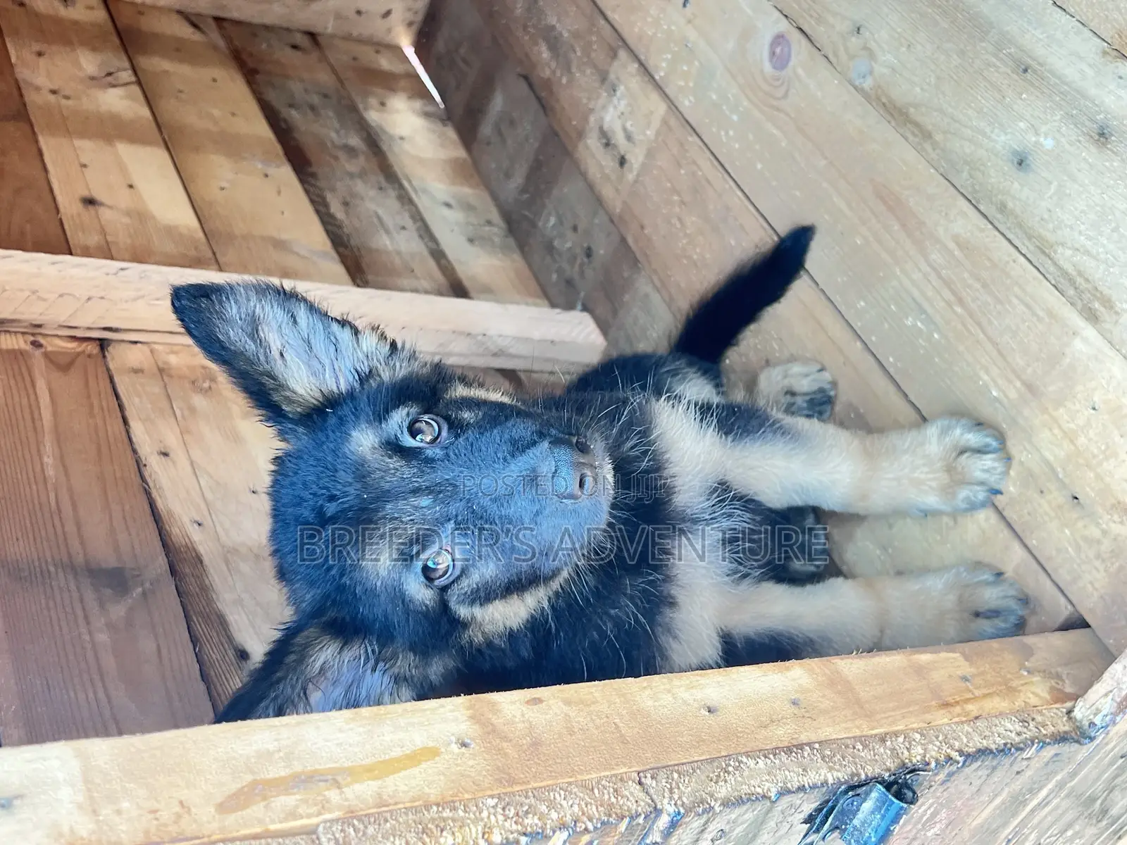 1-3 months Male Purebred German Shepherd