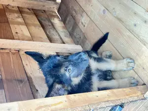 1-3 months Male Purebred German Shepherd