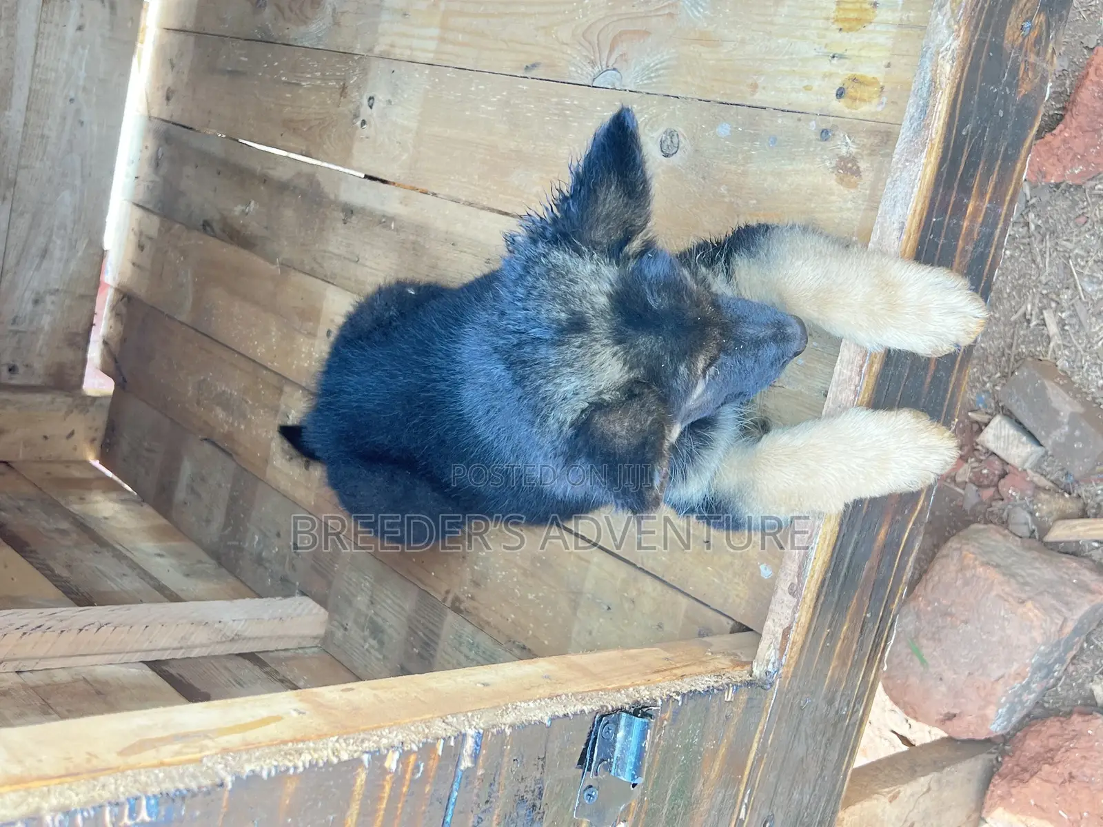 1-3 months Male Purebred German Shepherd