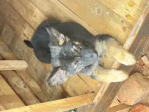 1-3 months Male Purebred German Shepherd