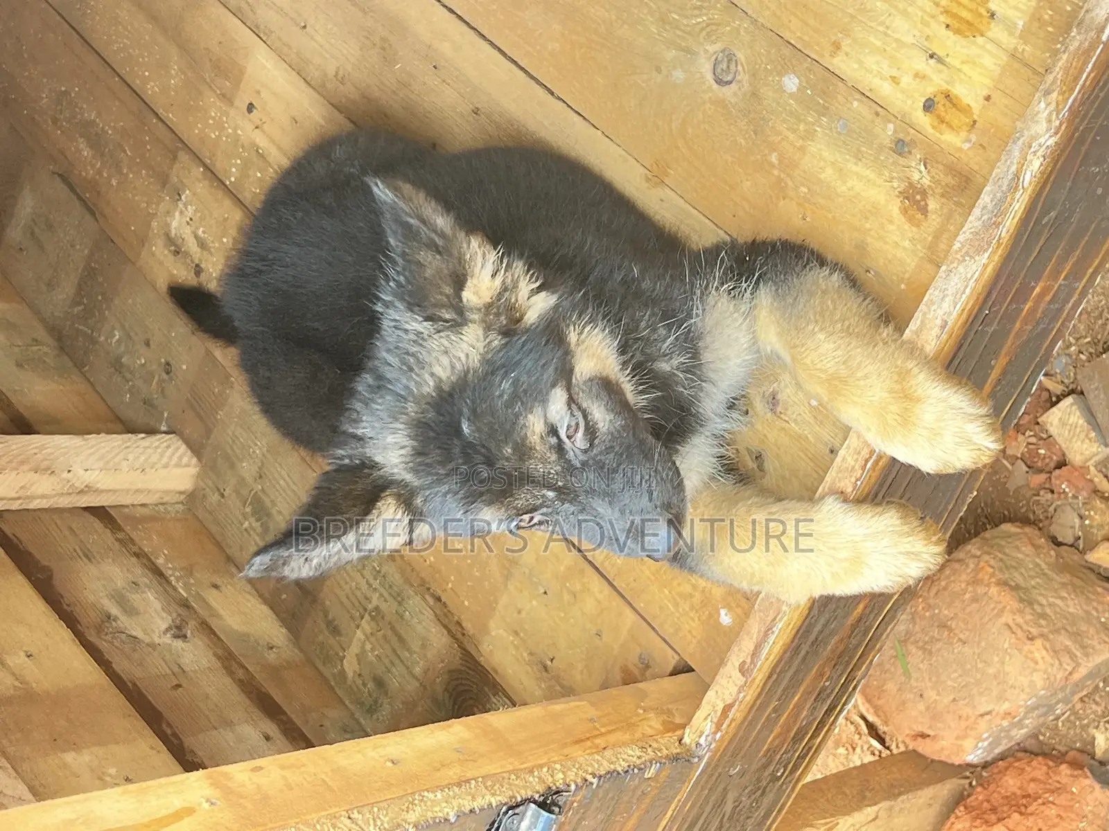 1-3 months Male Purebred German Shepherd