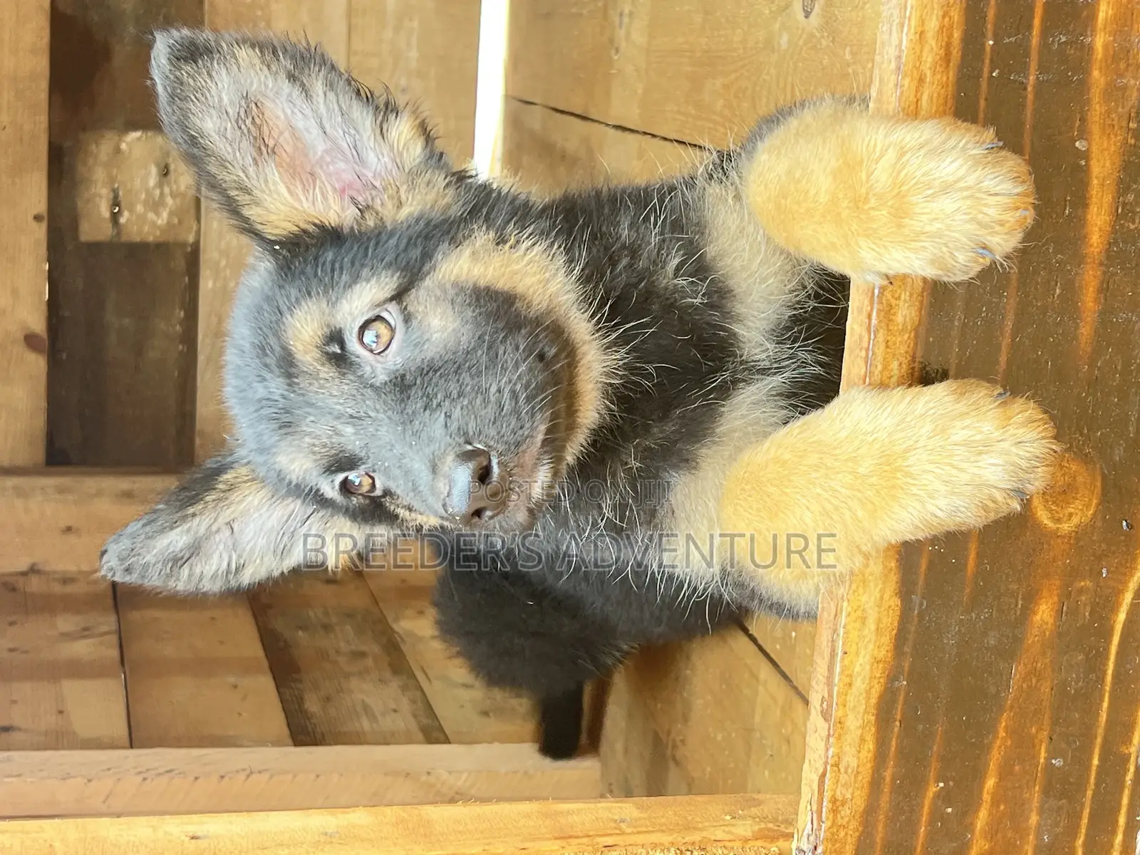 1-3 months Male Purebred German Shepherd